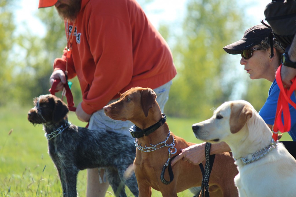 wirehair pointer, vizsla and labrador retriever puppies